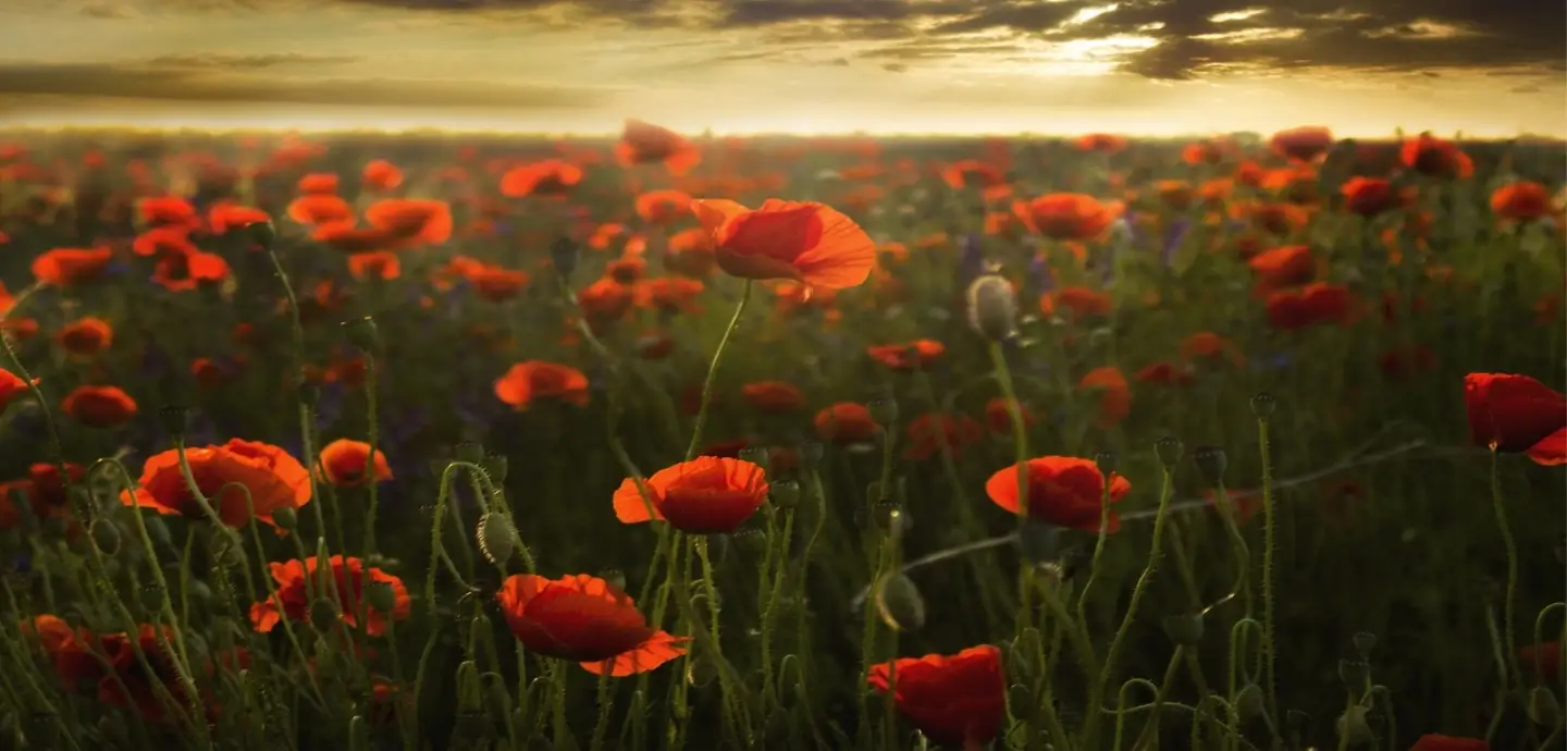 A field of red remembrance poppies